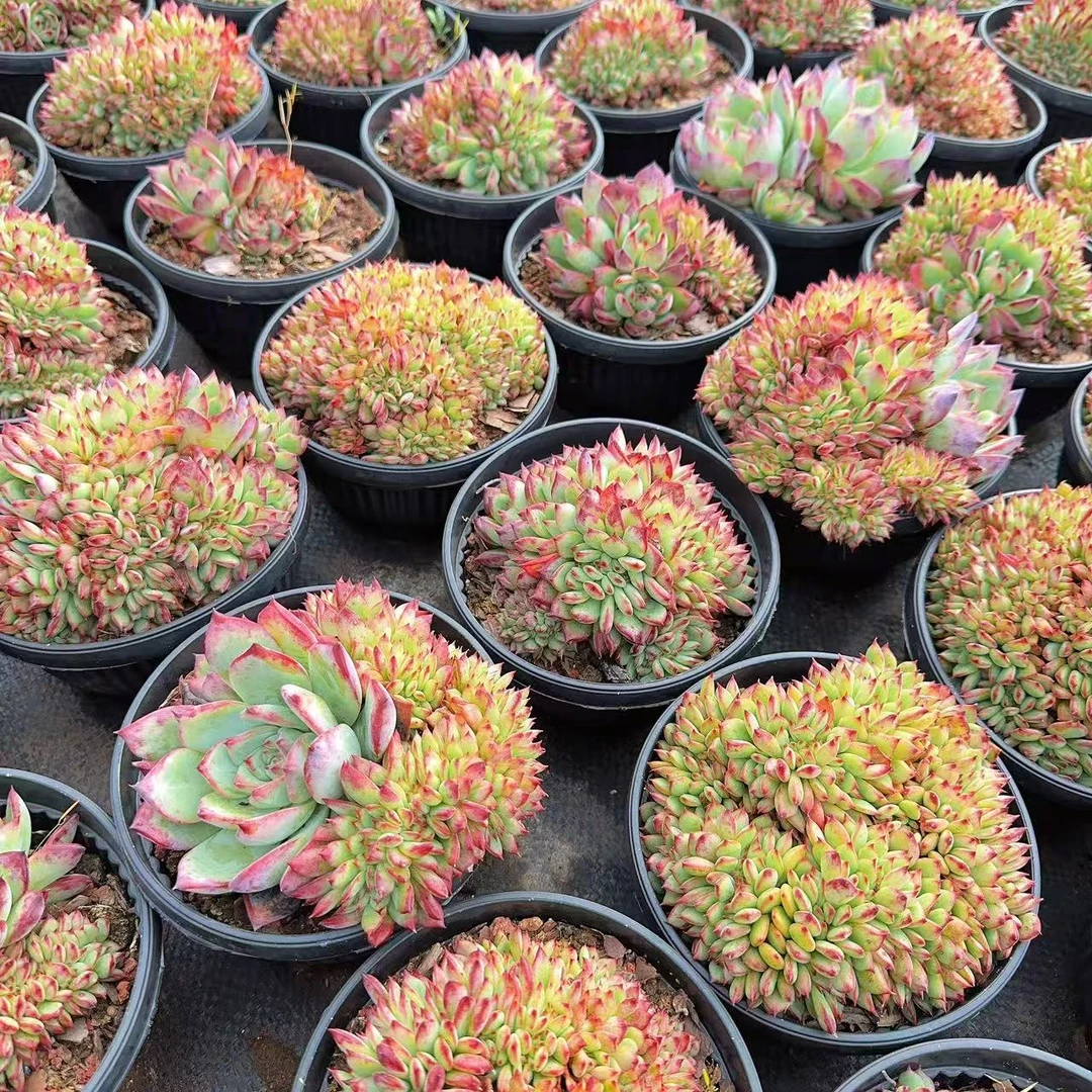 【拉糖缀】  多肉植物  新手好养  基地直发适合阳台庭院养护绿植