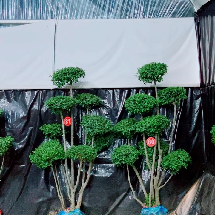 无花朵一物一拍一对一对