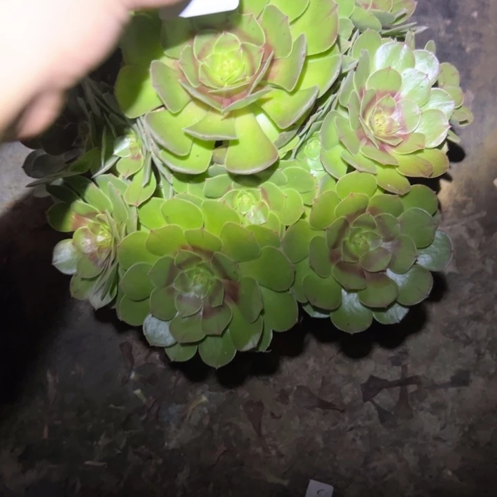 不包断枝法师链接12