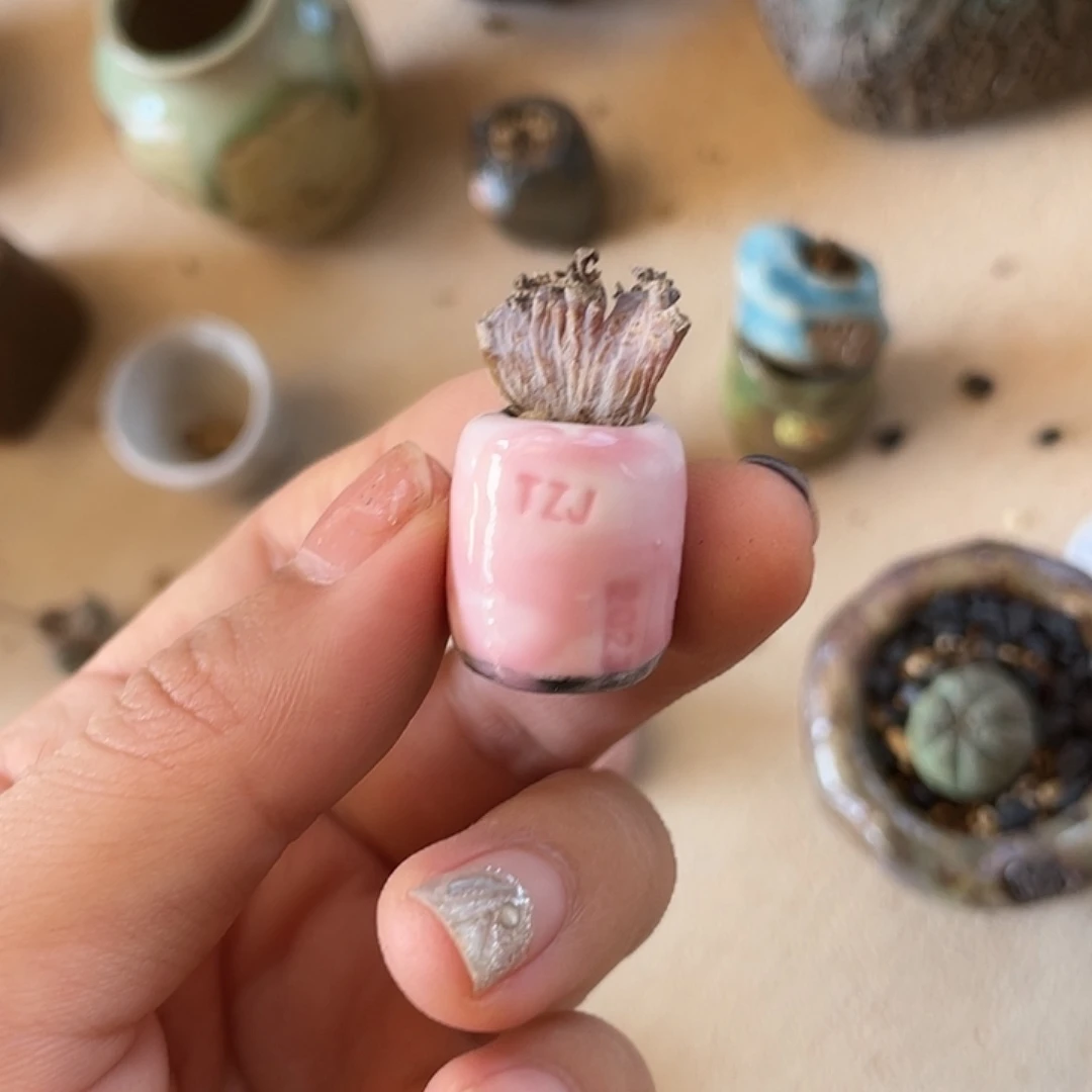 指尖 盆 内口1左右 自用 不含肉