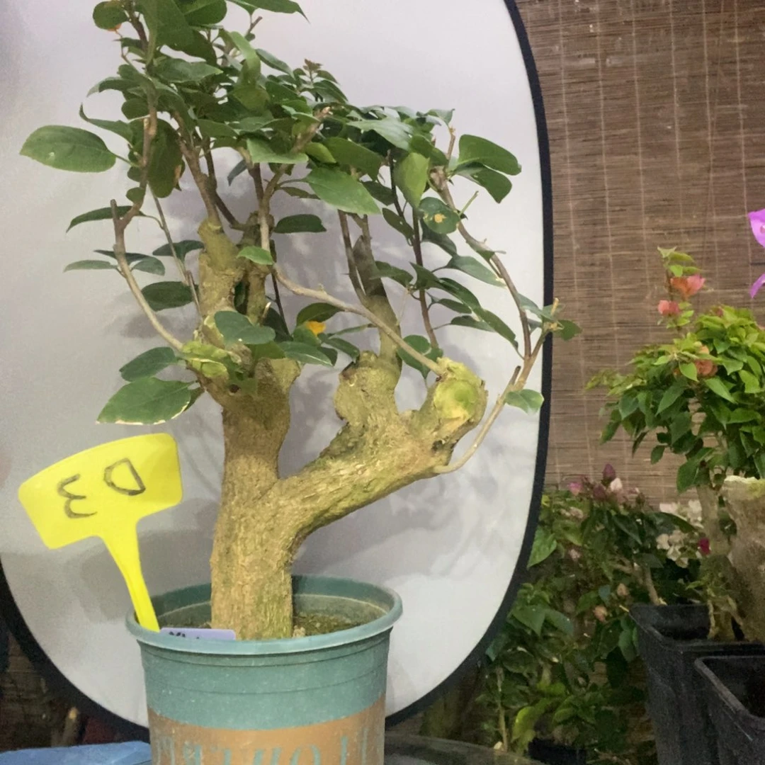 夜****鹰三角梅加州黄D3