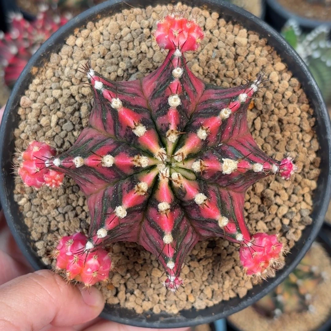 泰系米哈实生母本120