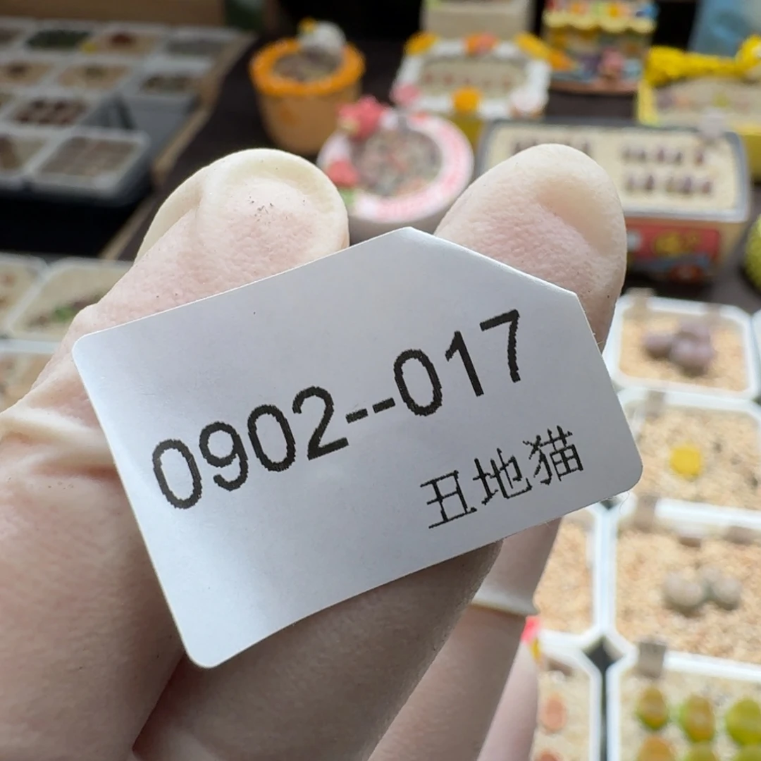 莹***0902-017卷卷卷卷卷