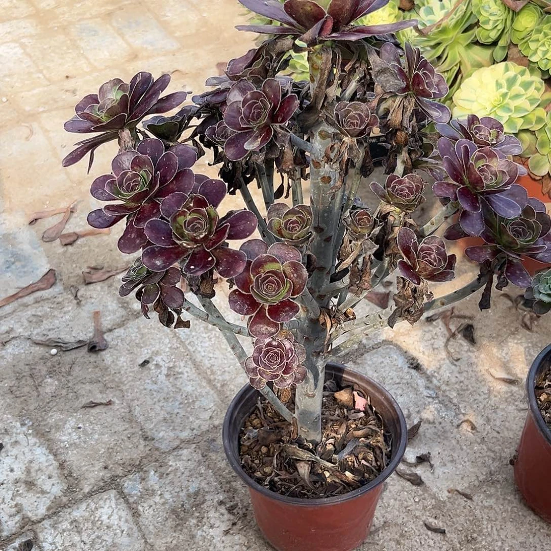 无花朵4黑原液法师多肉植物