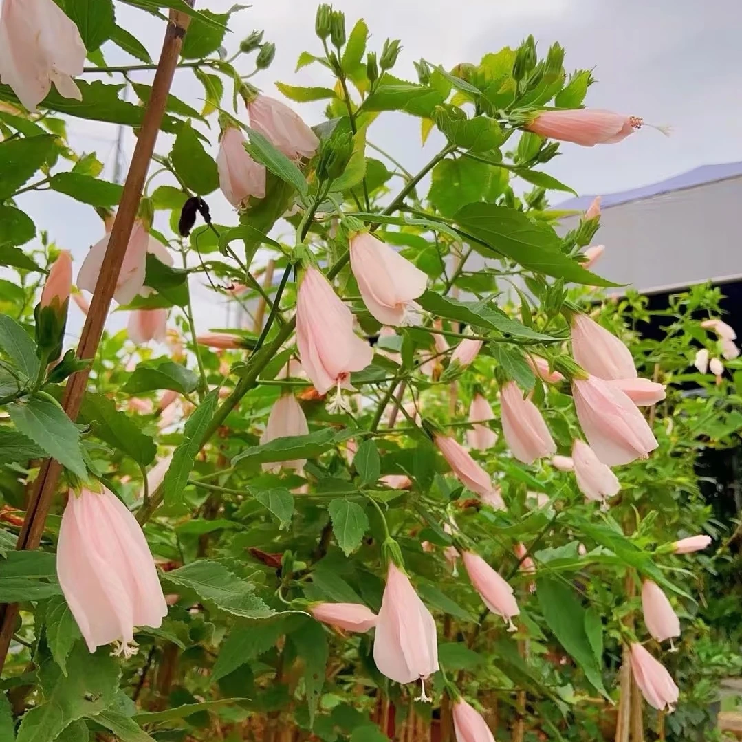宫粉悬铃花 多年生耐热木本植物 花期长多季节开花