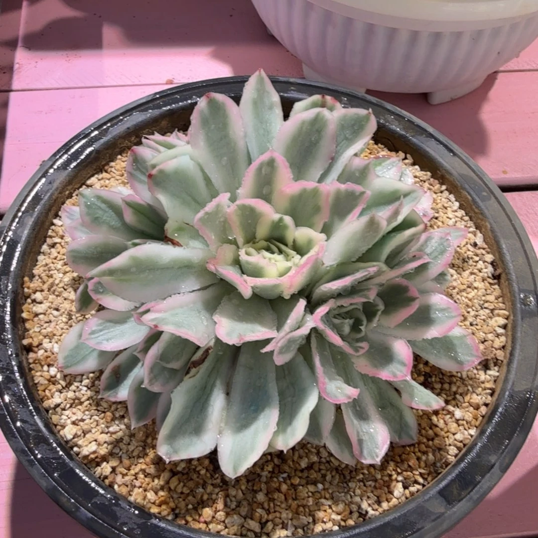 紫蝴蝶锦，大群无砍，多肉植物