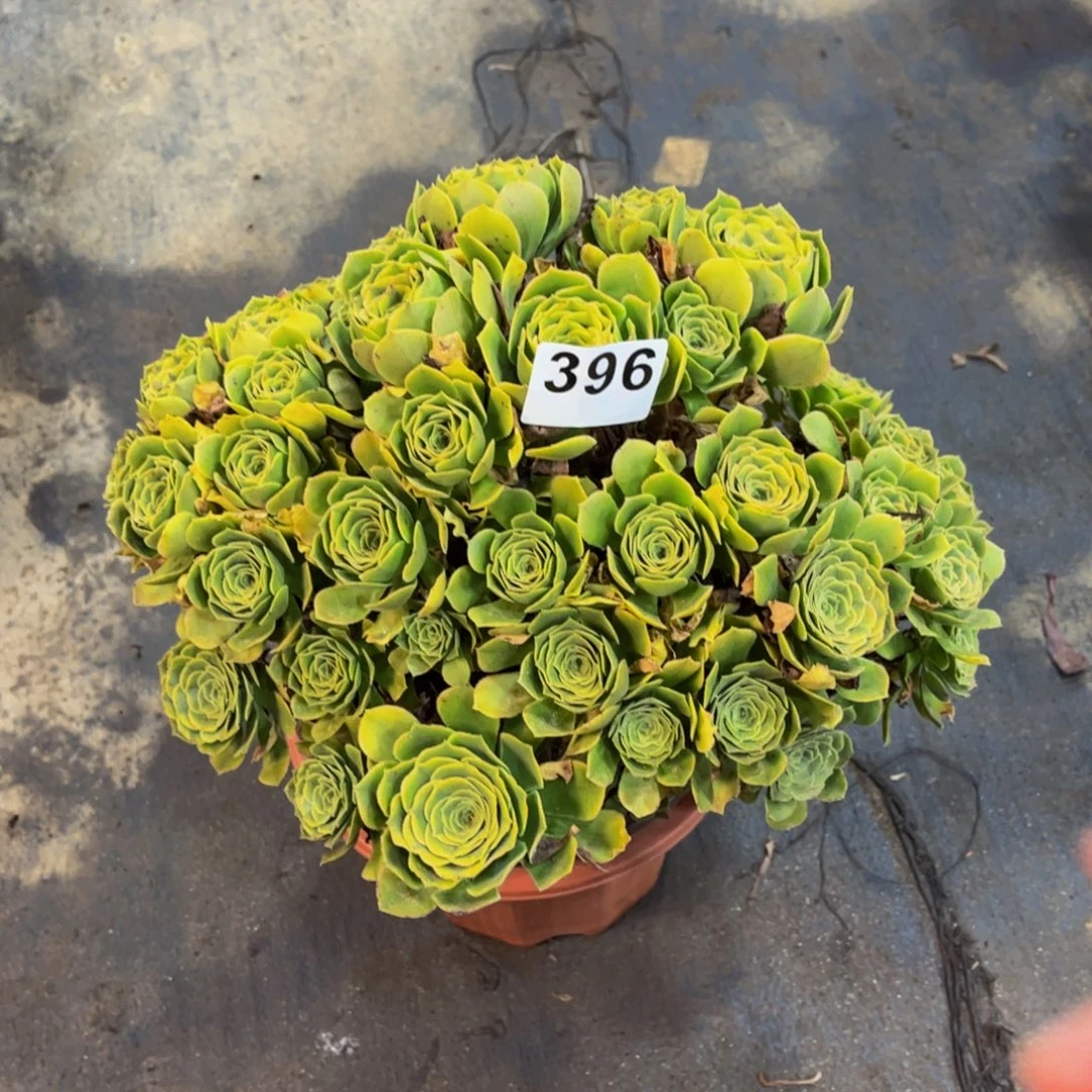 多肉植物希尼亚396