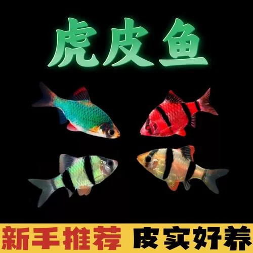 红纹虎皮鱼青苹果虎皮绿荧光翡翠虎皮四间新品种改良不褪色虎皮