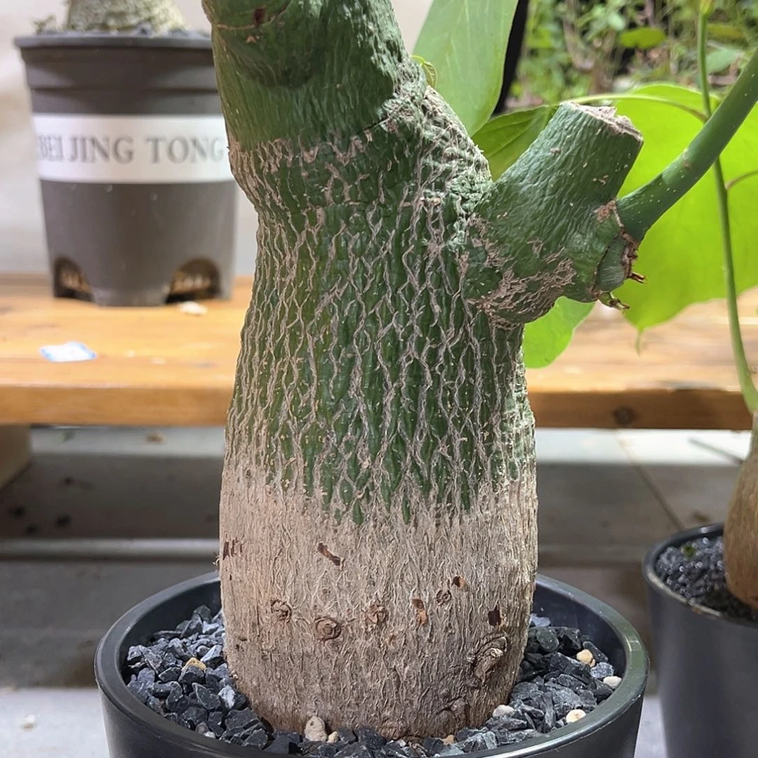 潮流植物 龟甲木棉 大漏