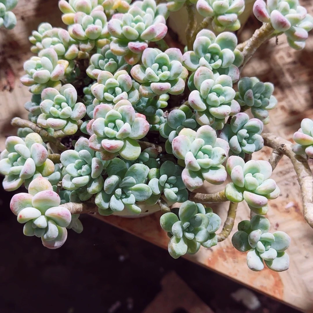 多肉植物樱花劳尔裸根