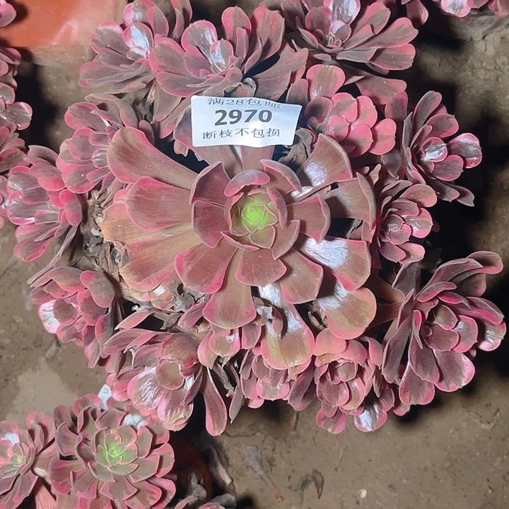 2970爱神多肉植物保护