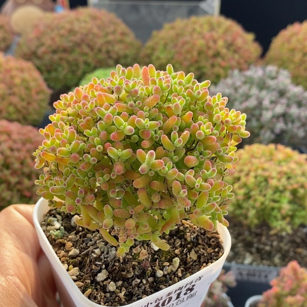 蜜橘糖球4018枝干番杏