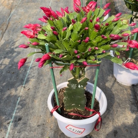 红***红白盆胭脂蟹爪兰2513