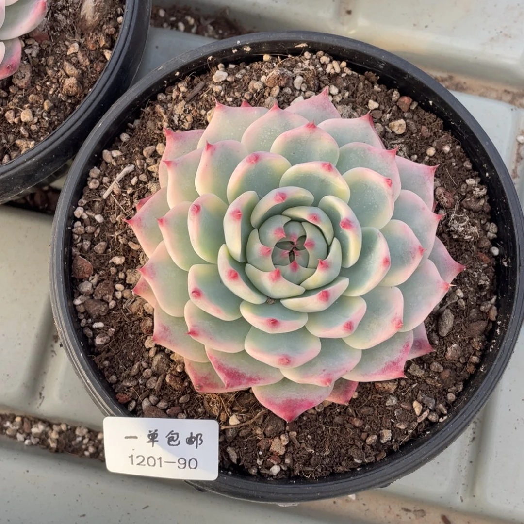 1201-90-吉娃娃锦。。。。。。。。