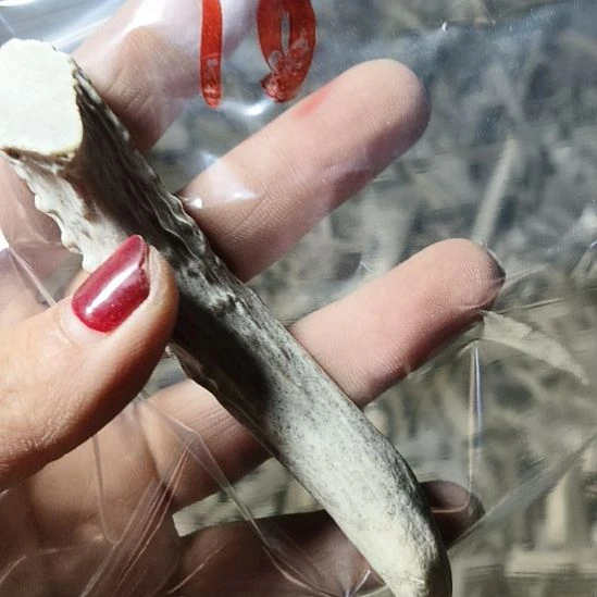 深***忆鹿角鹿角鹿角鹿角鹿角鹿角