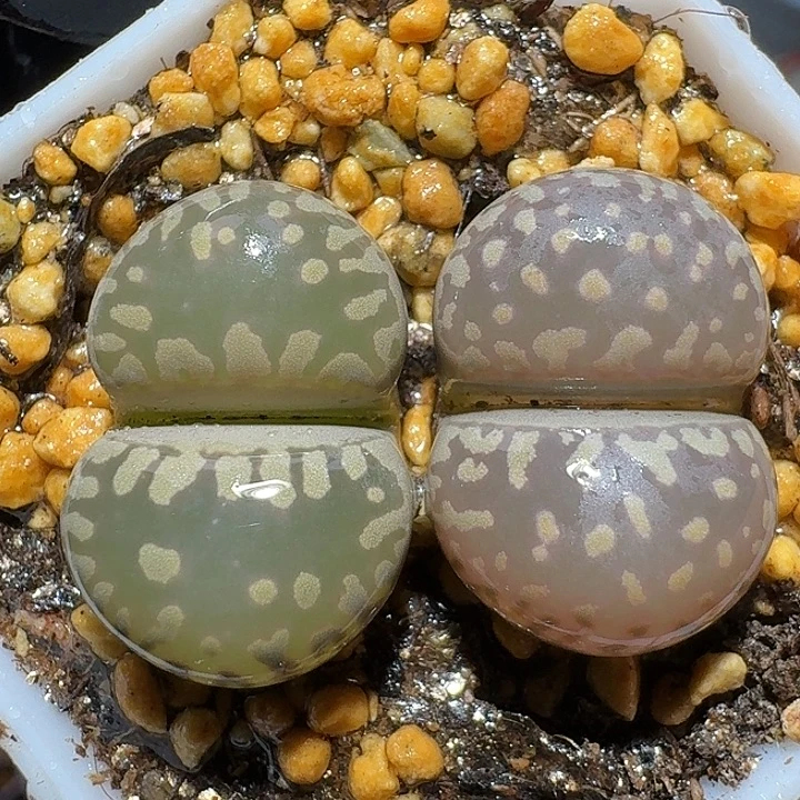 生石花111222。  268