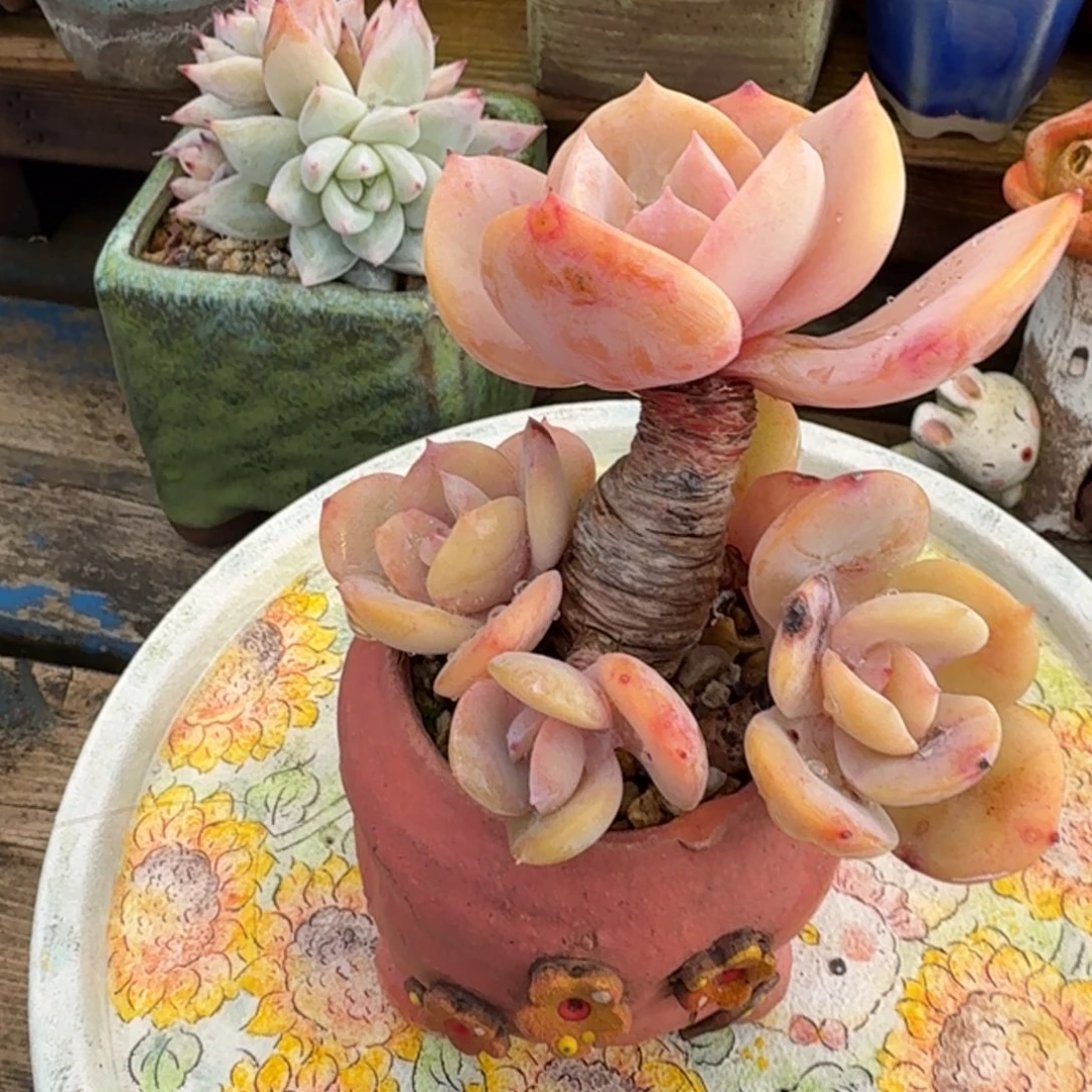 白凤多肉一图一物拍不退不换满68包邮顺丰