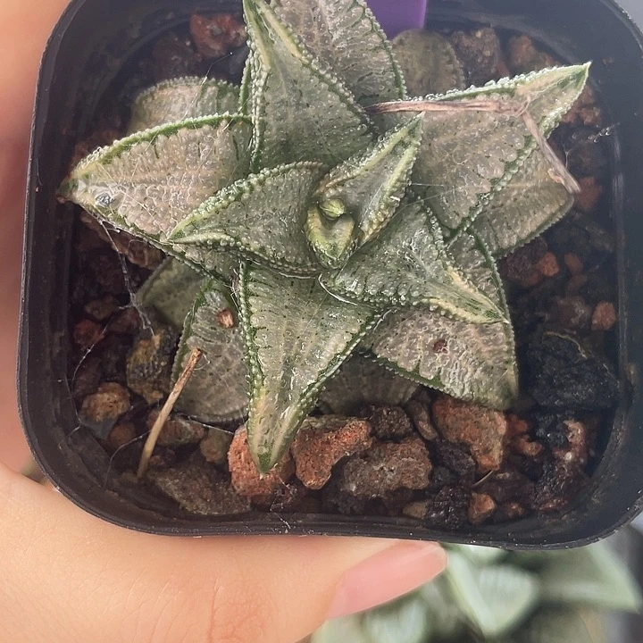 银带桥，一物一拍，25号，
