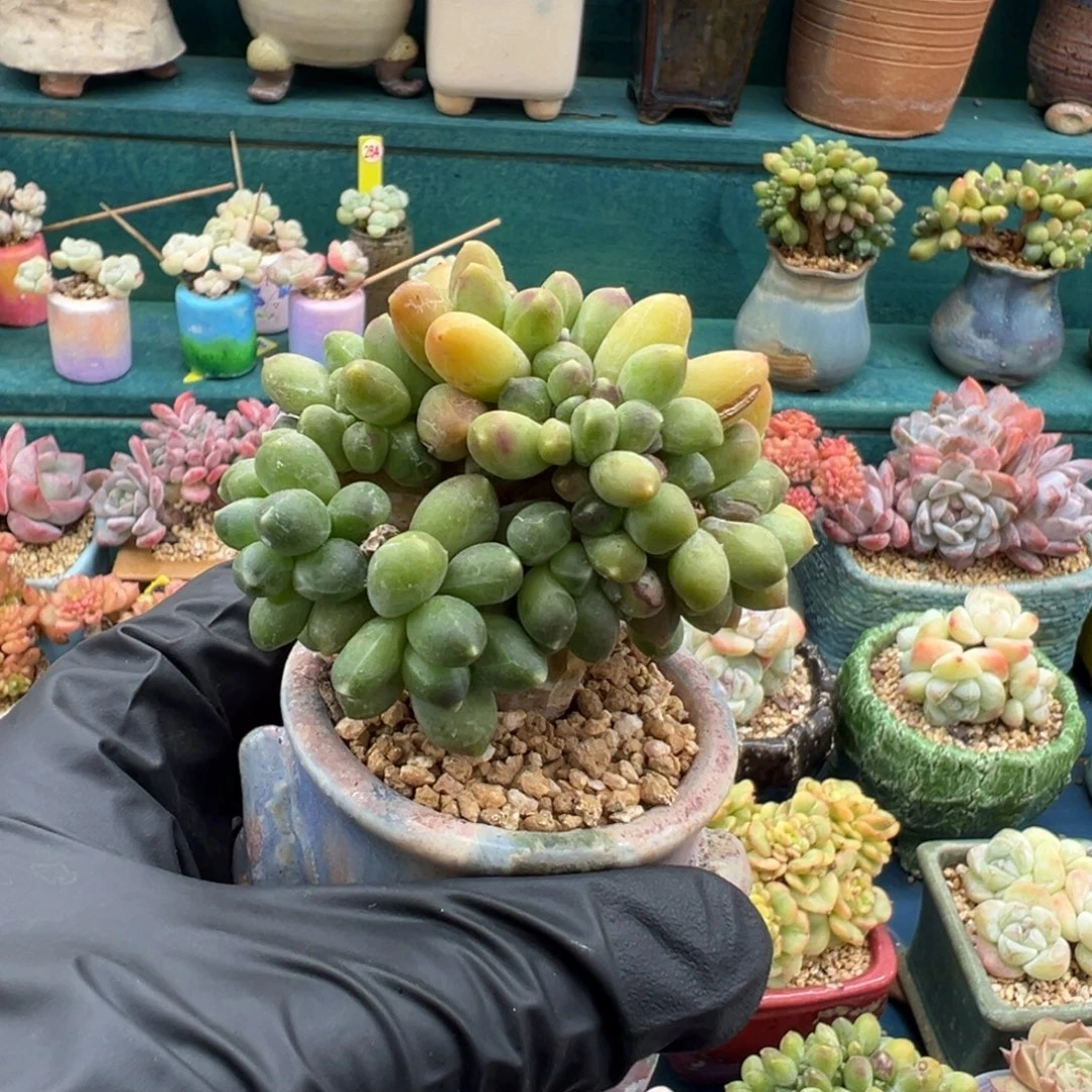 313千带田缀化无砍