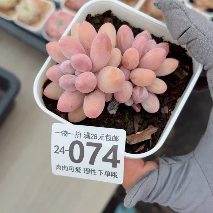 汤圆多肉植物多肉多肉无盆土发货