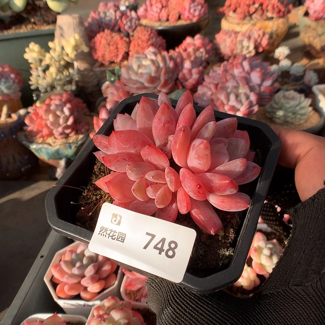 748雪天使有砍多肉植物666