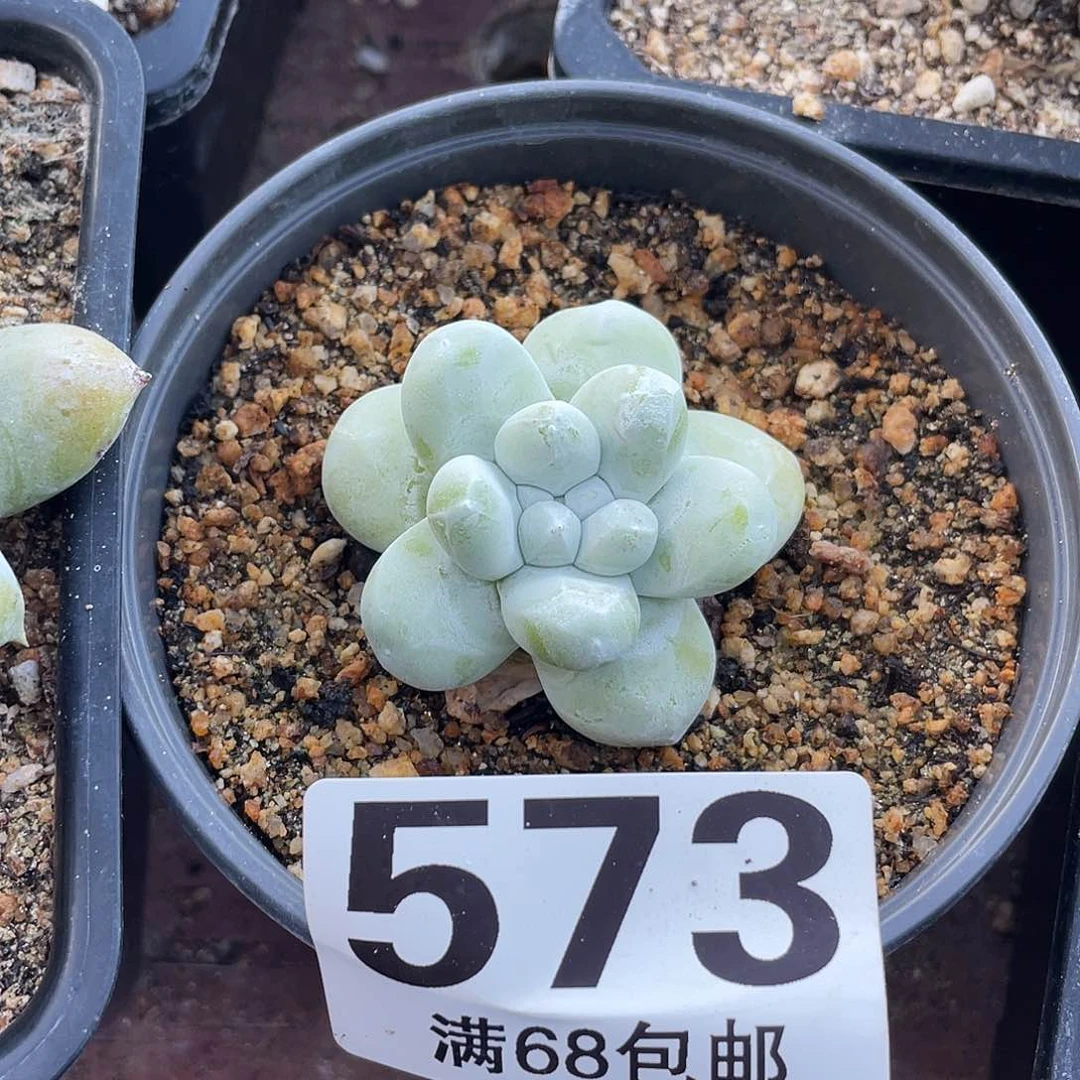 晨溪园艺仙女杯呀