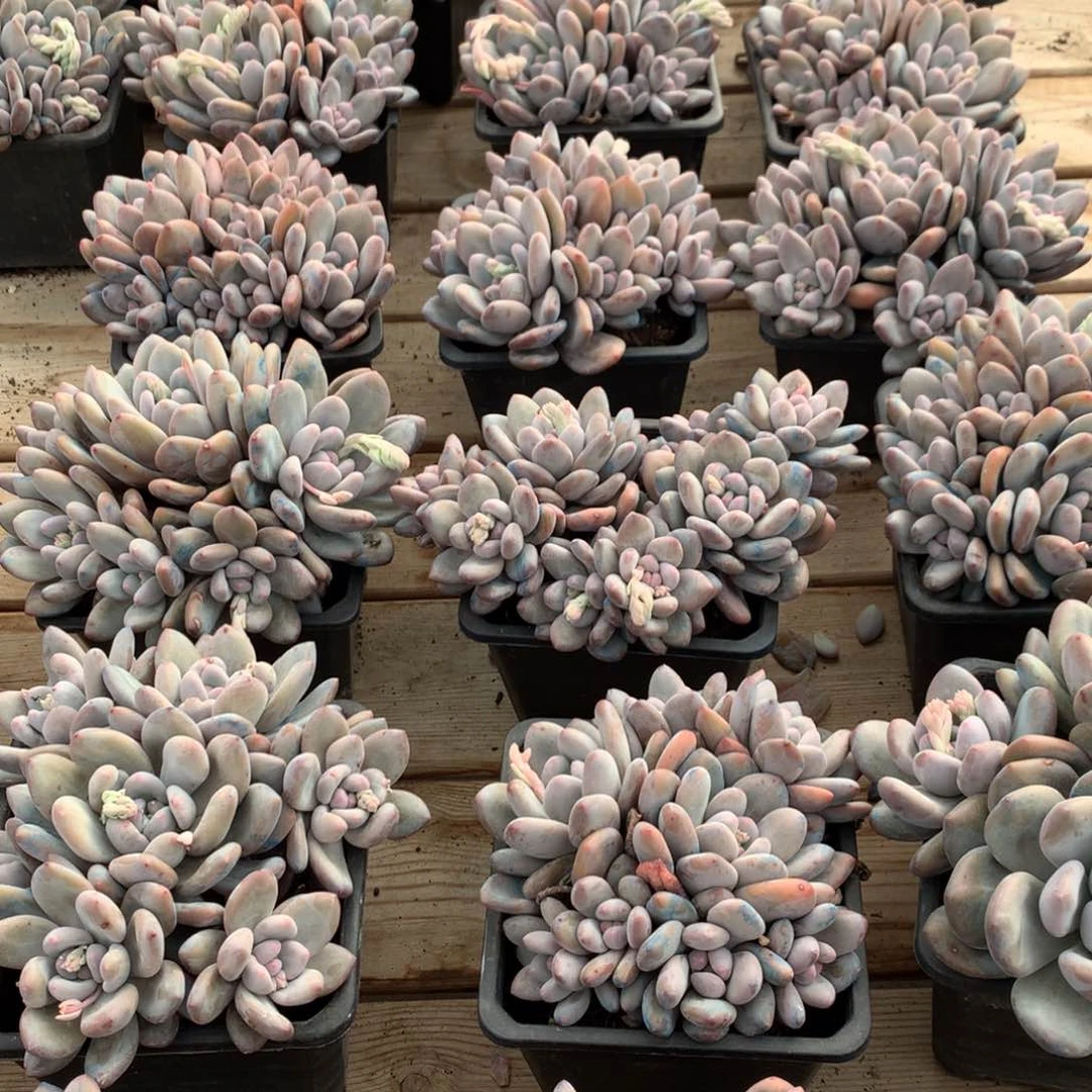 香水随机，售后范围：签收起7天内