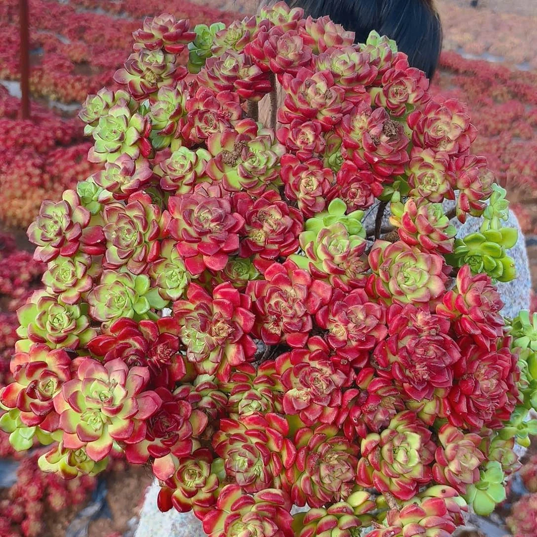 大号迪亚多肉植物