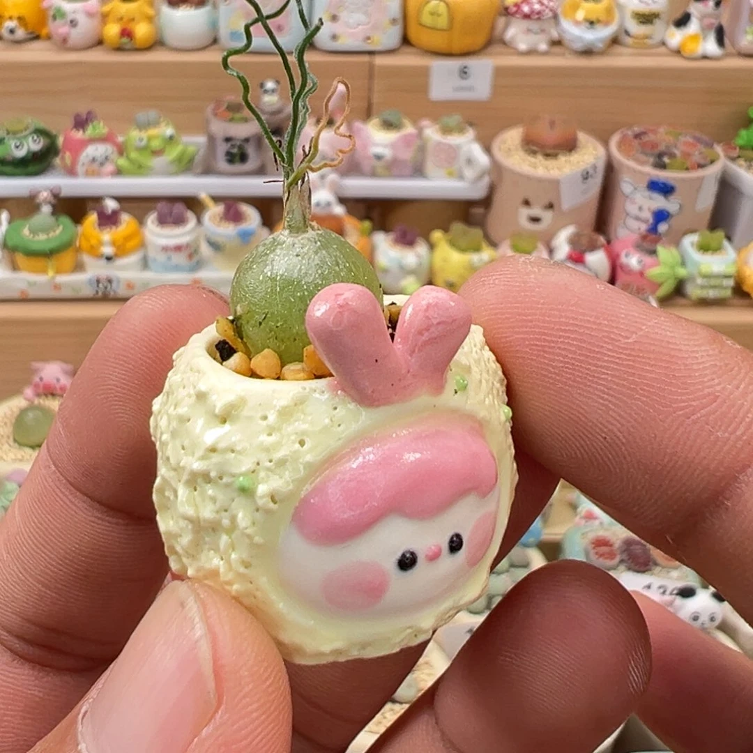 多肉植物实付9.9元包邮9号