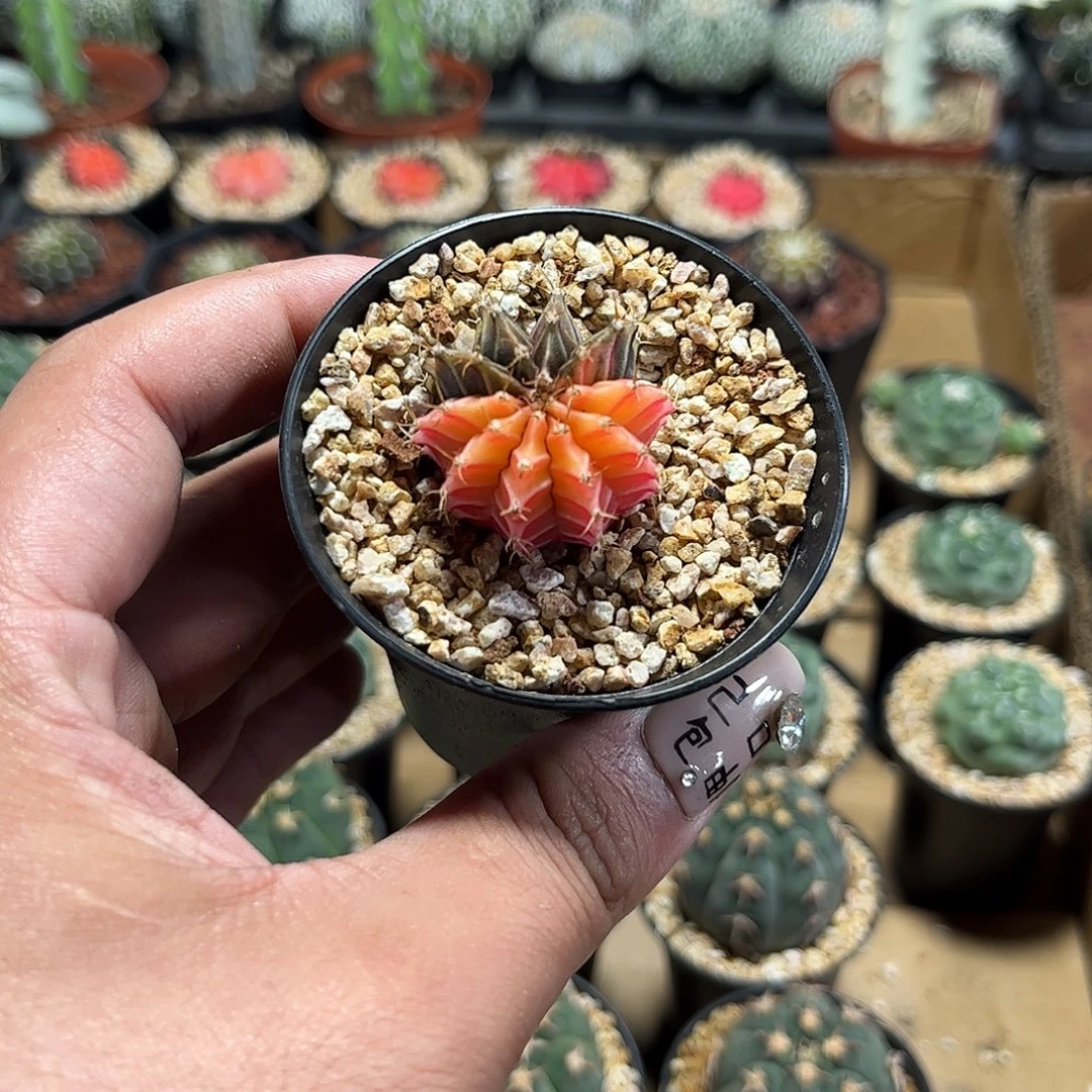 牡丹锦单头发货单头