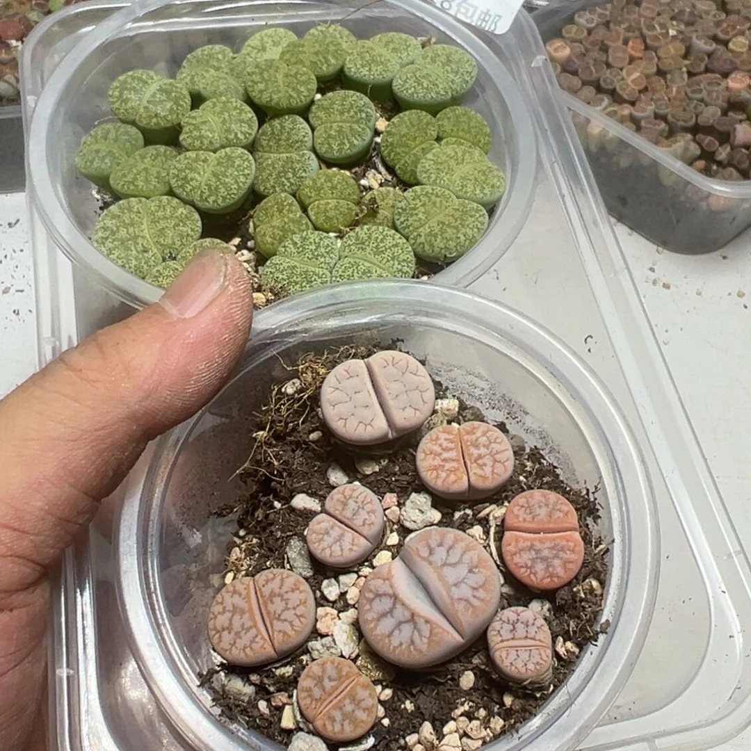 【闪购商品】听***雾 061。