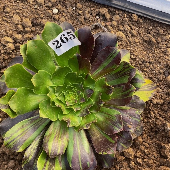 花斑鹿多肉植物265