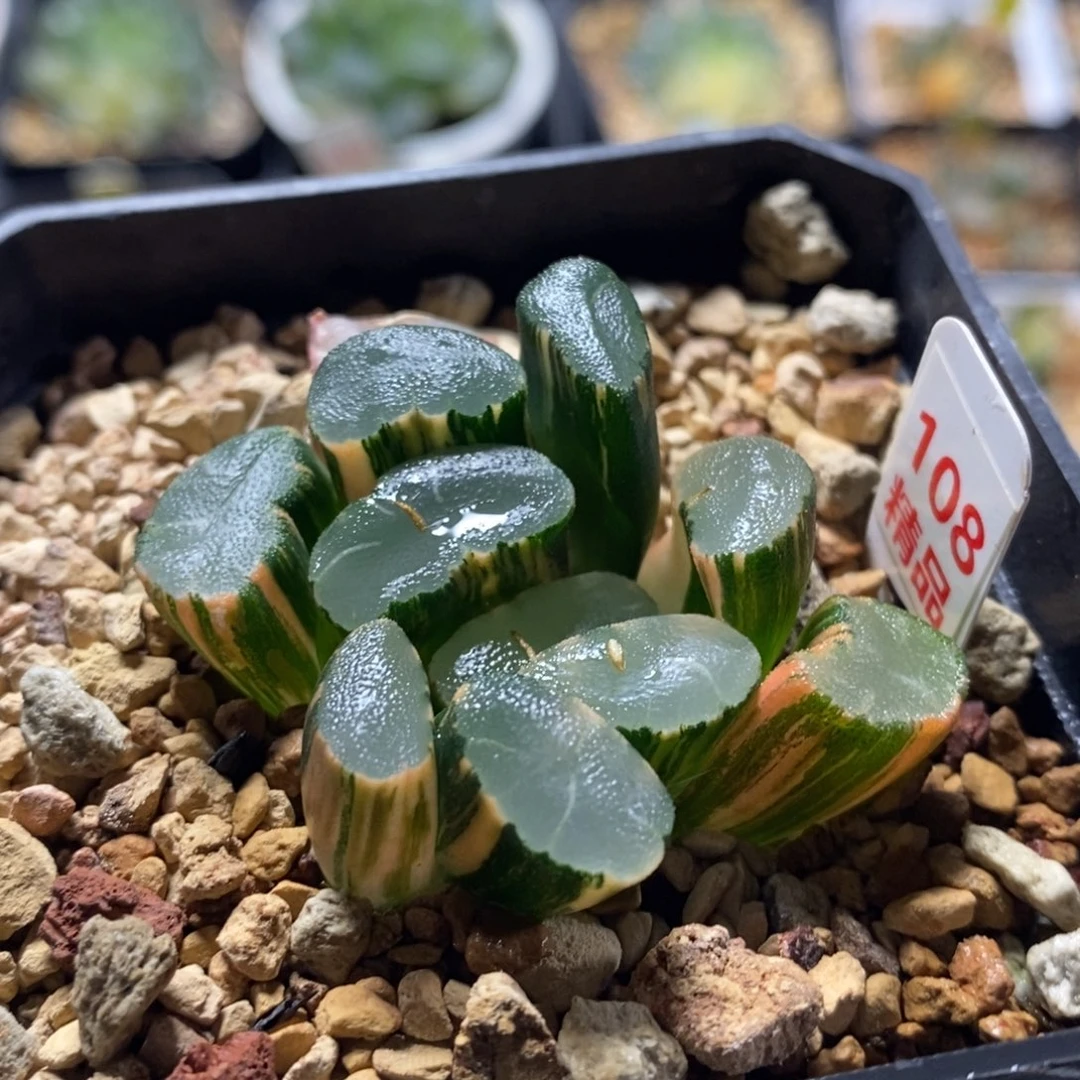 不开花植物108透镜