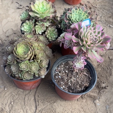 831多肉植物组合1