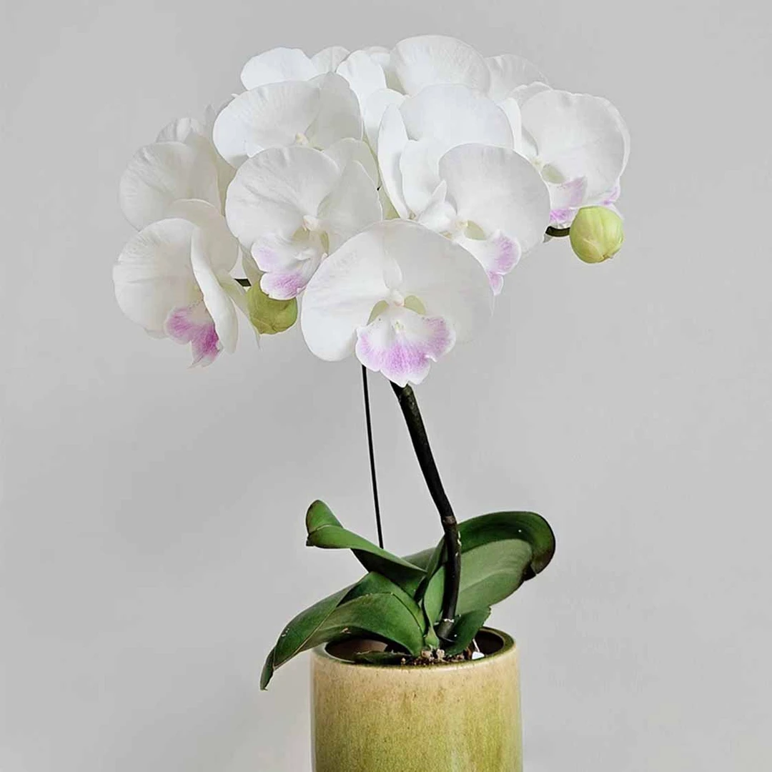 花花喜大王蝴蝶兰月光宝盒3.5寸杯根好苗壮叶子油绿 剪自然梗无花