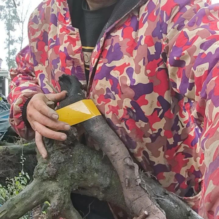 光*金弹子盆景素材