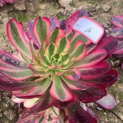 多肉植物美杜莎41
