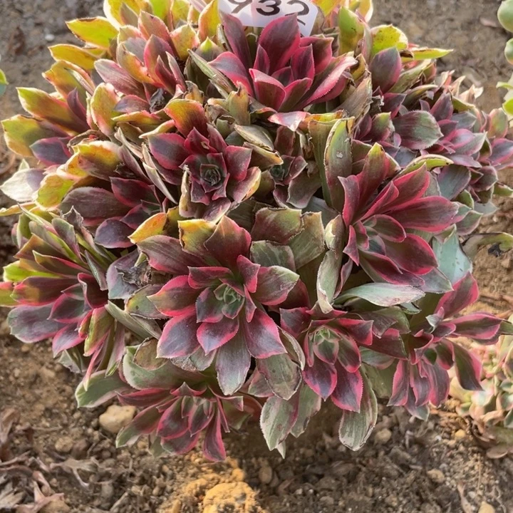 无花朵932多肉植物浣纱
