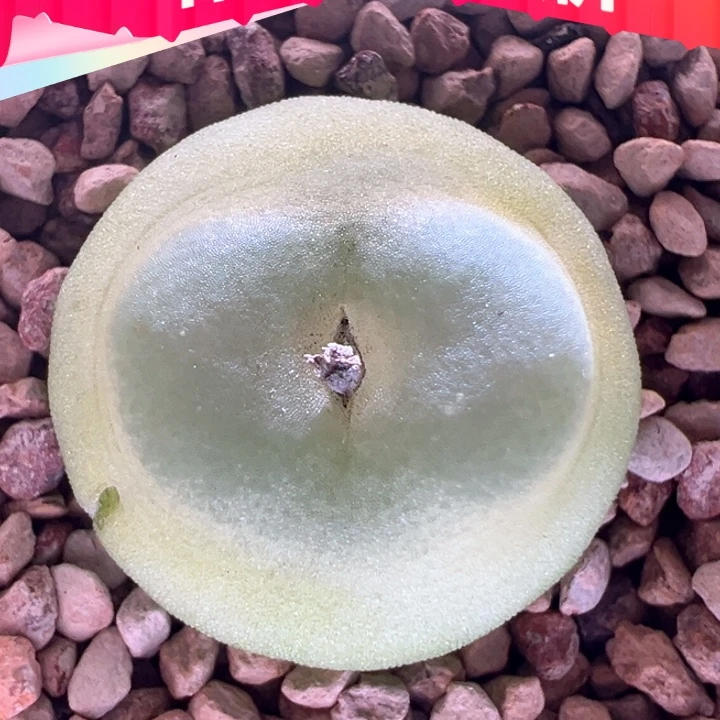 w590。优选sh1200拉登。全窗飞碟体 贴地飞