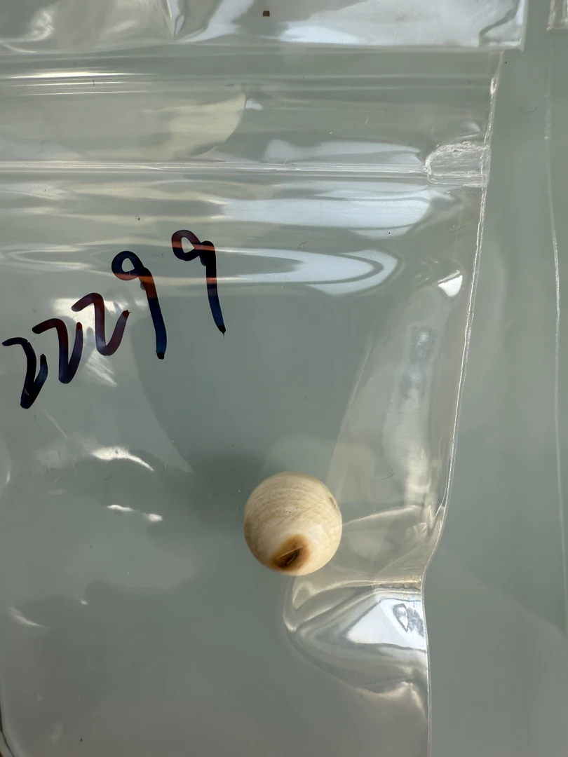 22299天然猛犸牙单珠瑕疵配饰介意勿拍