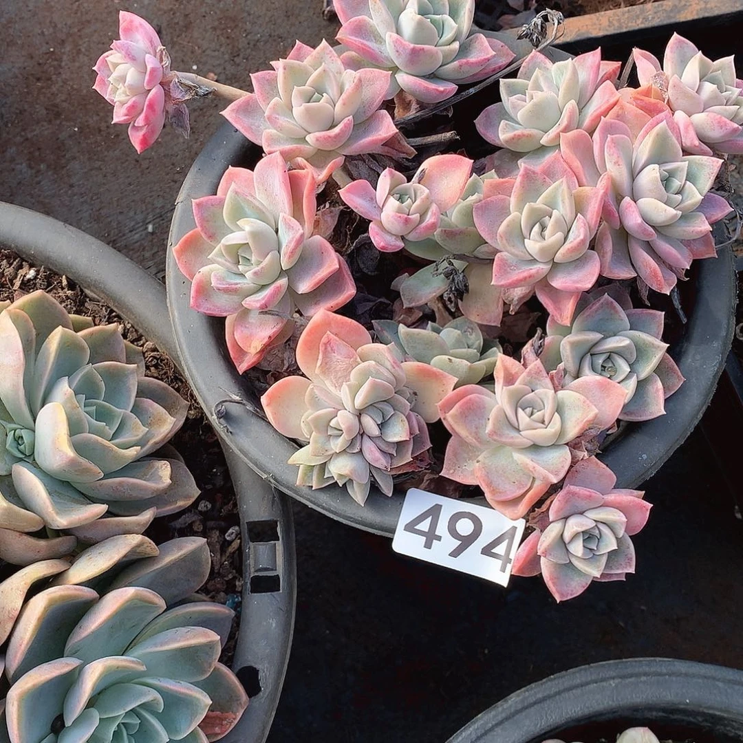 494哈利 一物一拍多肉