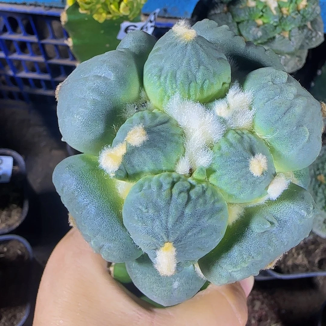 蛋怒735仙人球开花