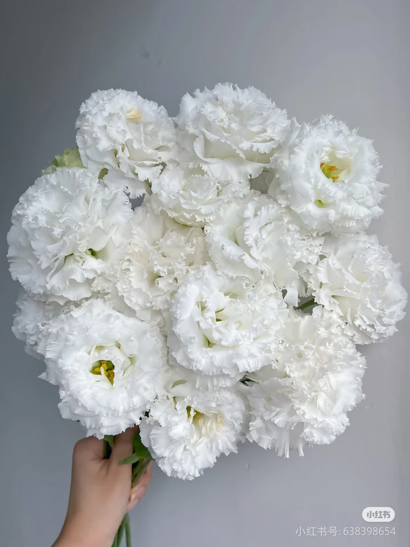 【婚纱白洋桔梗】云南优选鲜切花昆明基地直发家用插花节日
