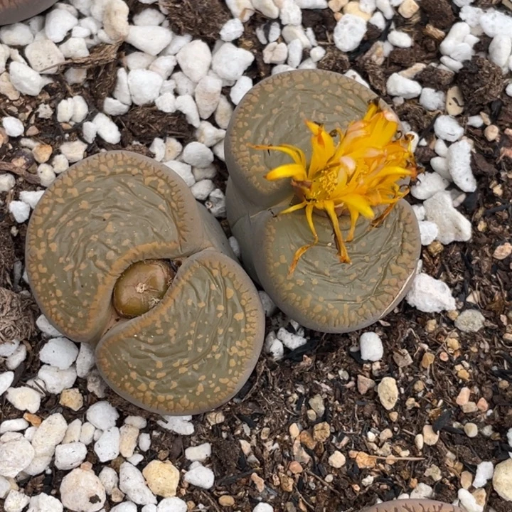 非偏远满20包邮534