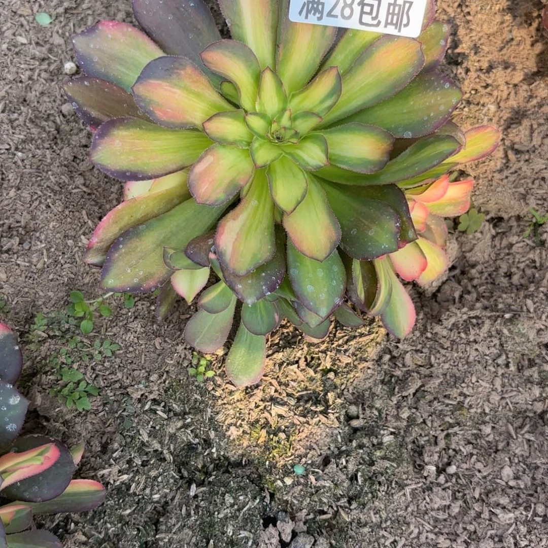 A.  6751七彩拉丝多肉