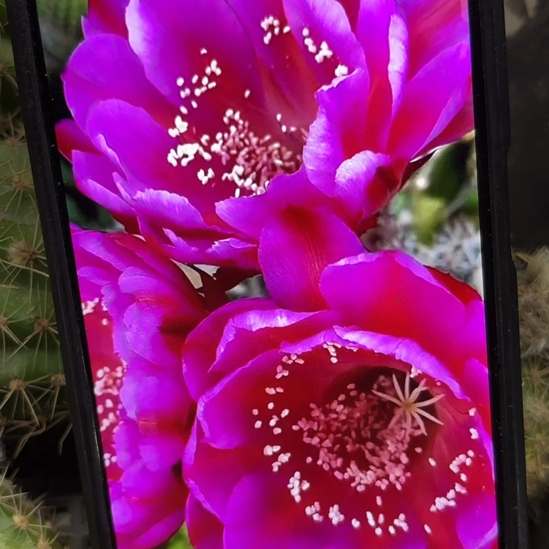 迷情之火彩侧牙20包邮13