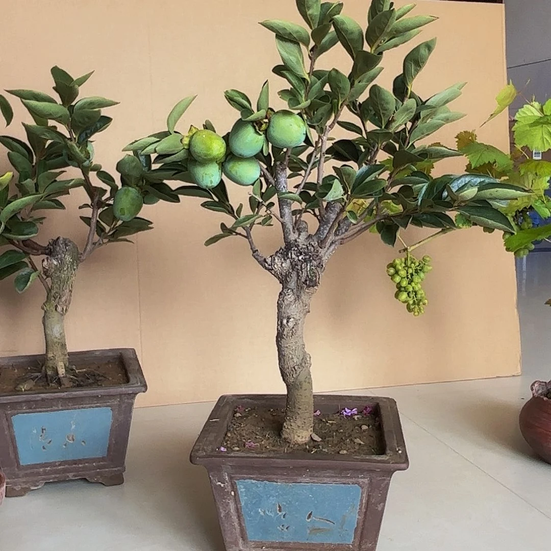 完全开放柿树盆景盆栽花卉