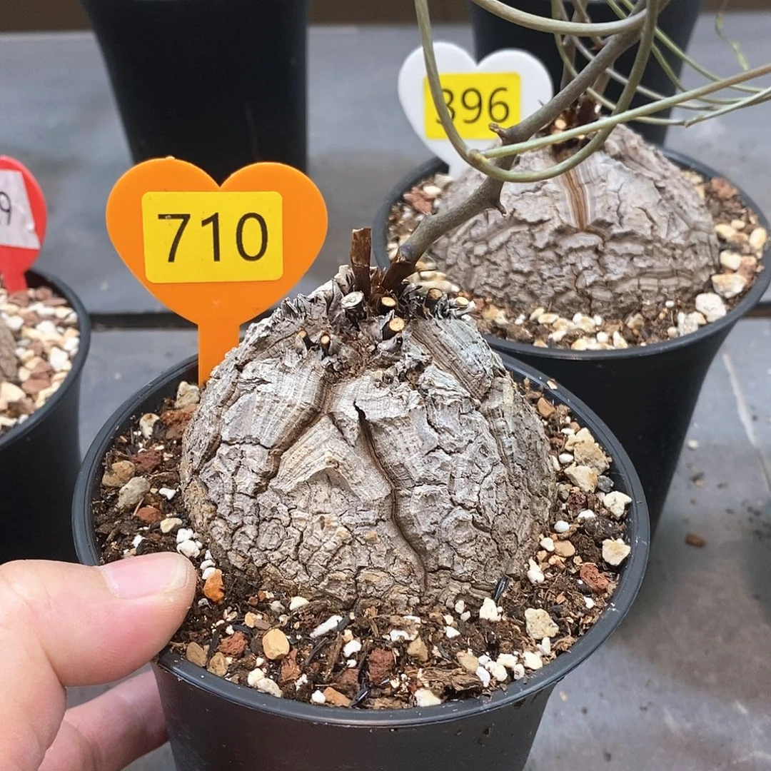 南非龟甲龙龟甲龙