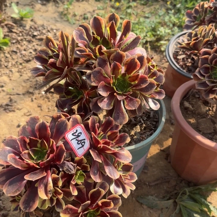 29-69欧嘉莉2处理不包售后