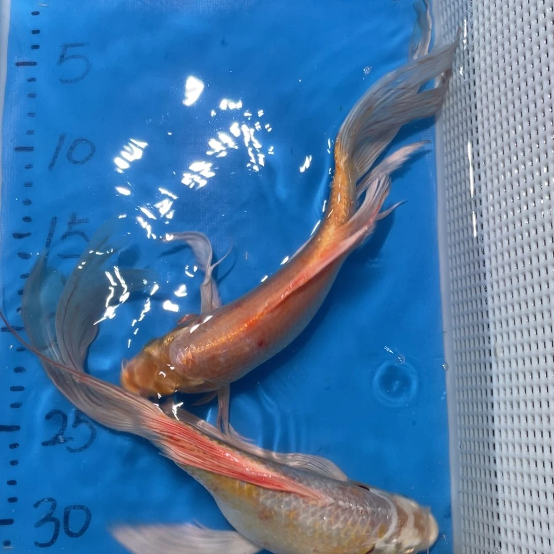 锦鲤锦鲤包邮包售后